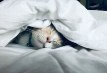 숙면, 건강 트렌드의 중심으로… 한국인의 실천 루틴 제안 white cat sleeps under white comforter