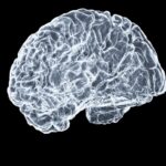 뇌에 활력을! 일상 속 뇌건강 지키는 새로운 생활 습관 a close up of a human brain on a black background