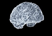뇌에 활력을! 일상 속 뇌건강 지키는 새로운 생활 습관 a close up of a human brain on a black background